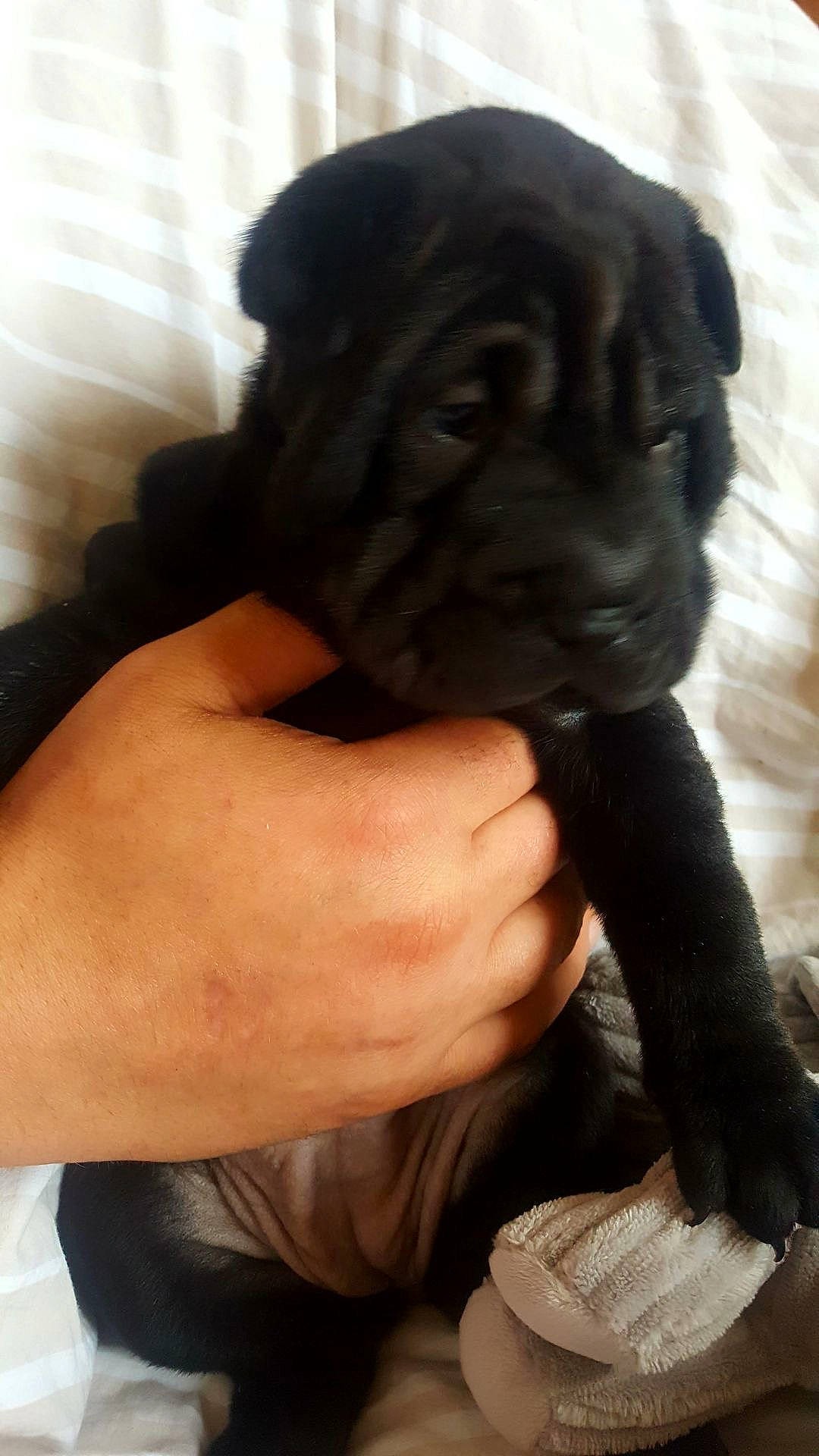 Kali is registered to the contest to win money with this photo: art, canidae, companion_dog, dog_breed, fawn, felidae, finger, fur, gesture, hand, nail, sculpture, snout, sporting_group, terrestrial_animal, thumb, toy_dog, working_animal, wrinkle, wrist