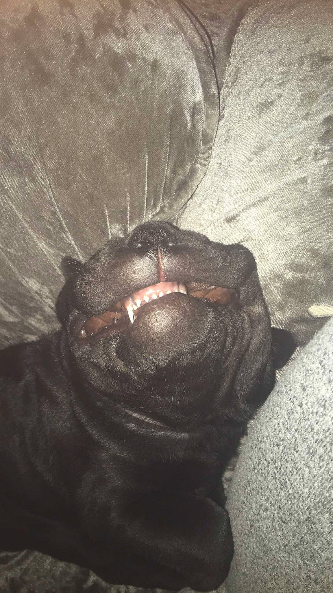 Kali joined the competition — help win amazing prizes! art, carnivore, companion_dog, dog, dog_breed, fur, grey, liver, shadow, snout, sporting_group, terrestrial_animal, whiskers, wildlife, working_animal, wrinkle