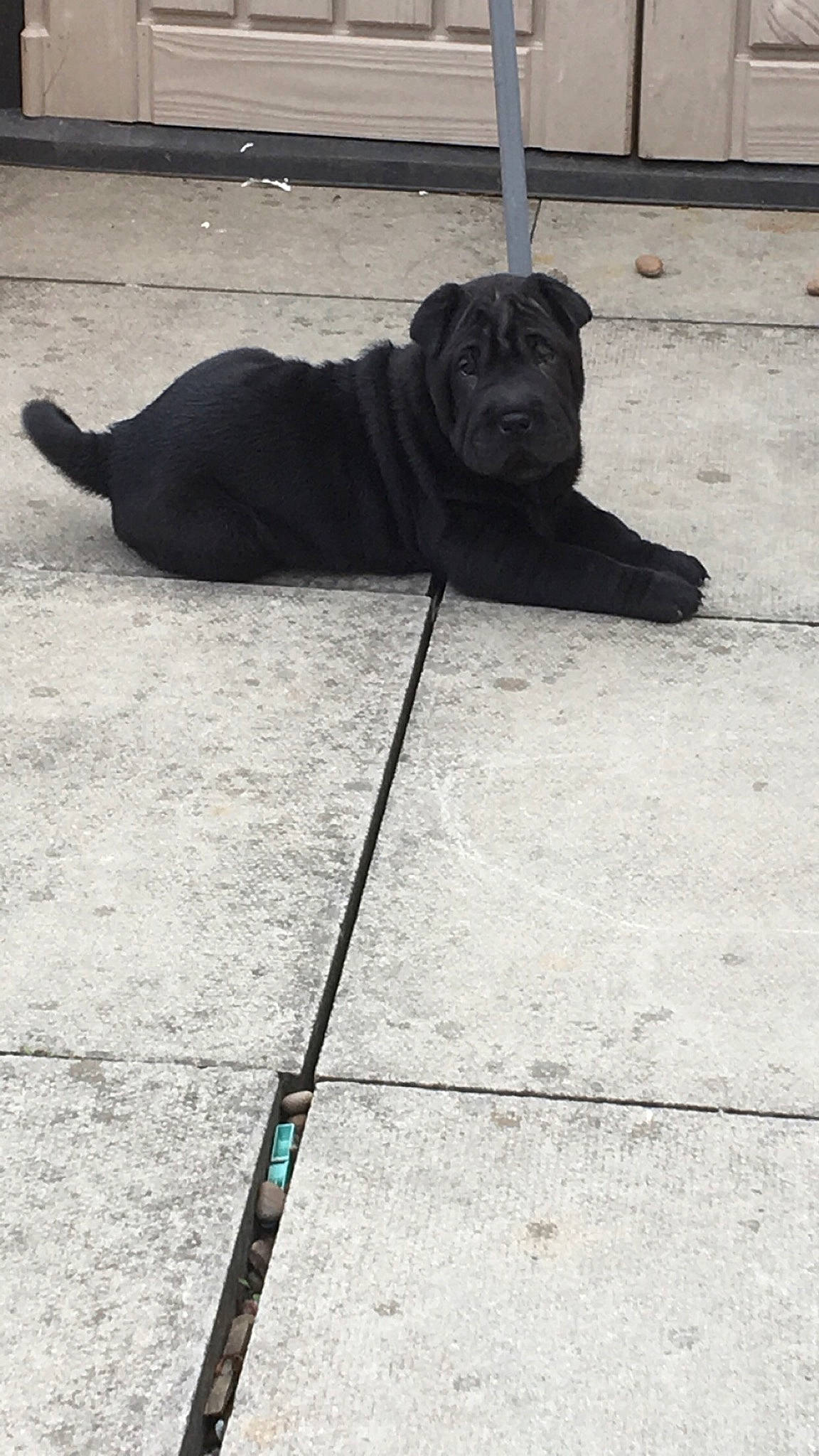 Kali joined the competition — help win amazing prizes! asphalt, automotive_tire, carnivore, companion_dog, concrete, dog, dog_breed, fawn, flooring, grey, leash, road_surface, sculpture, shadow, sidewalk, tail, tar, tints_and_shades, working_animal, wrinkle