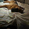 Rex participe au concours pour gagner de l'argent avec cette photo : dog, bed, sleeping, indoor, striped_sheets, brown_dog, relaxed, cozy, resting, furniture, home, canine, animal, pets, comfort, lying_down, quiet, domestic, evening, room