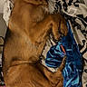 Rex participe au concours pour gagner de l'argent avec cette photo : dog, sleeping, bed, blanket, fur, cozy, indoor, rest, animal, pet, brown_fur, curled_up, paw, snout, ears, comfort, relaxation, domestic, canine, cute