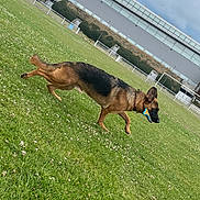 Rex a rejoint le concours — aidez-le/la à gagner de superbes lots ! dog, german_shepherd, grass, field, toy, outdoor, cloudy_sky, building, fence, pet, animal, playing, collar, greenery, nature, canine, sport_field, daytime, walking, mammal
