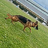 dog, german_shepherd, grass, field, toy, outdoor, cloudy_sky, building, fence, pet, animal, playing, collar, greenery, nature, canine, sport_field, daytime, walking, mammal