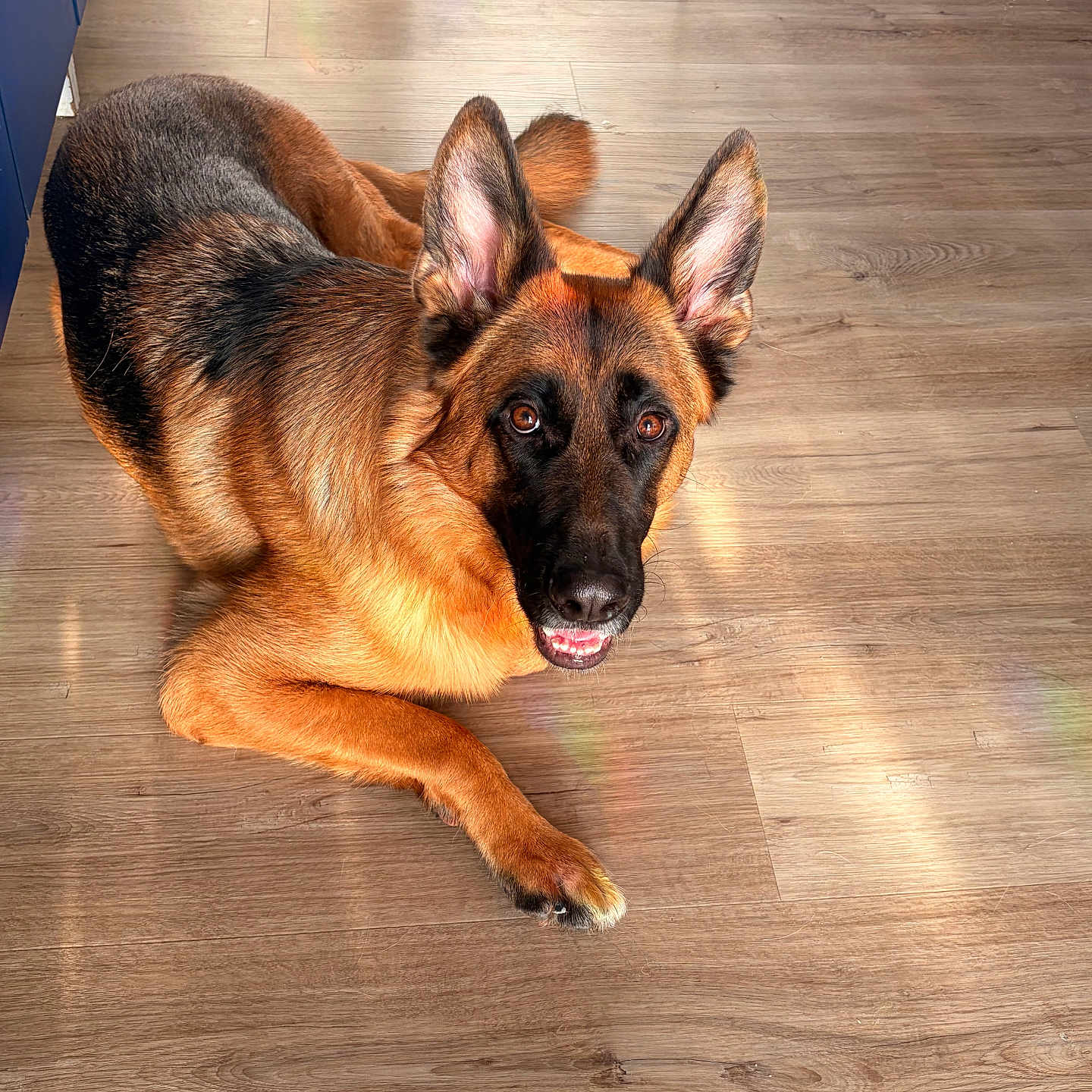 Rex participe au concours pour gagner de l'argent avec cette photo : german_shepherd, dog, indoor, wooden_floor, sunlight, rainbow_reflection, pet, canine, animal, laying_down, ears_up, alert, brown, black, fur, domestic, companion, friendly, portrait, floor