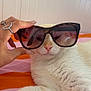 cat, white_cat, sunglasses, hand, bed, orange, pink, fur, pet, animal, cute, relaxed, indoor, nose, whiskers, claws, human_hand, accessory, resting, portrait