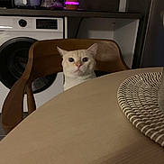 Winnie participe au concours pour gagner de l'argent avec cette photo : cat, chair, table, kitchen, appliance, washing_machine, diffuser, wooden_furniture, pet, indoor, curious, domestic, home, furniture, animal, cozy, lighting, surprised, interior, seat