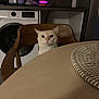 cat, chair, table, kitchen, appliance, washing_machine, diffuser, wooden_furniture, pet, indoor, curious, domestic, home, furniture, animal, cozy, lighting, surprised, interior, seat