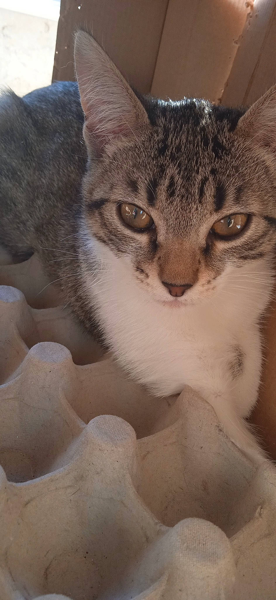 Poppy a rejoint le concours — aidez-le/la à gagner de superbes lots ! carnivore, cat, close_up, domestic_short_haired_cat, door, ear, eyelash, felidae, fur, paw, plant, sand, small_to_medium_sized_cats, snout, terrestrial_animal, tree, whiskers, wildlife, window