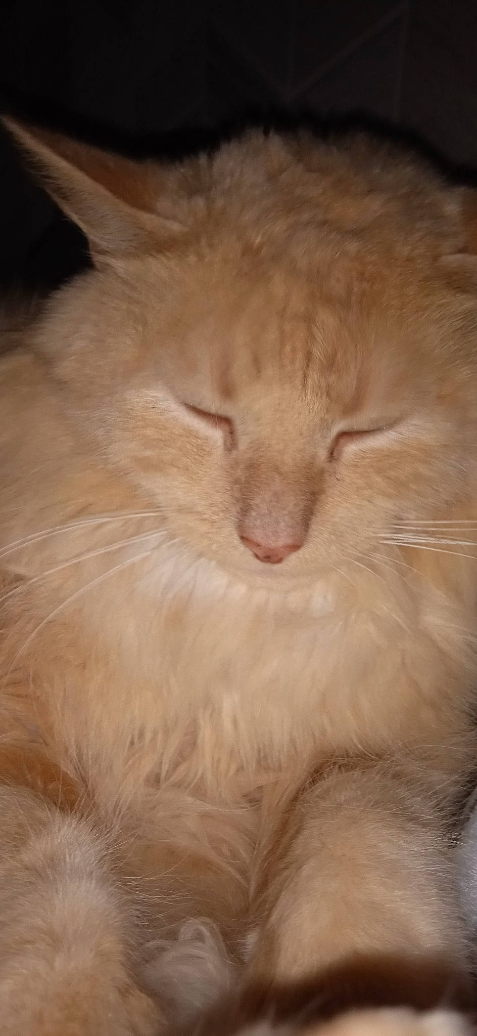 Tommy participe au concours pour gagner de l'argent avec cette photo : carnivore, cat, close_up, comfort, eye, fawn, felidae, fur, hair, small_to_medium_sized_cats, snout, terrestrial_animal, whiskers