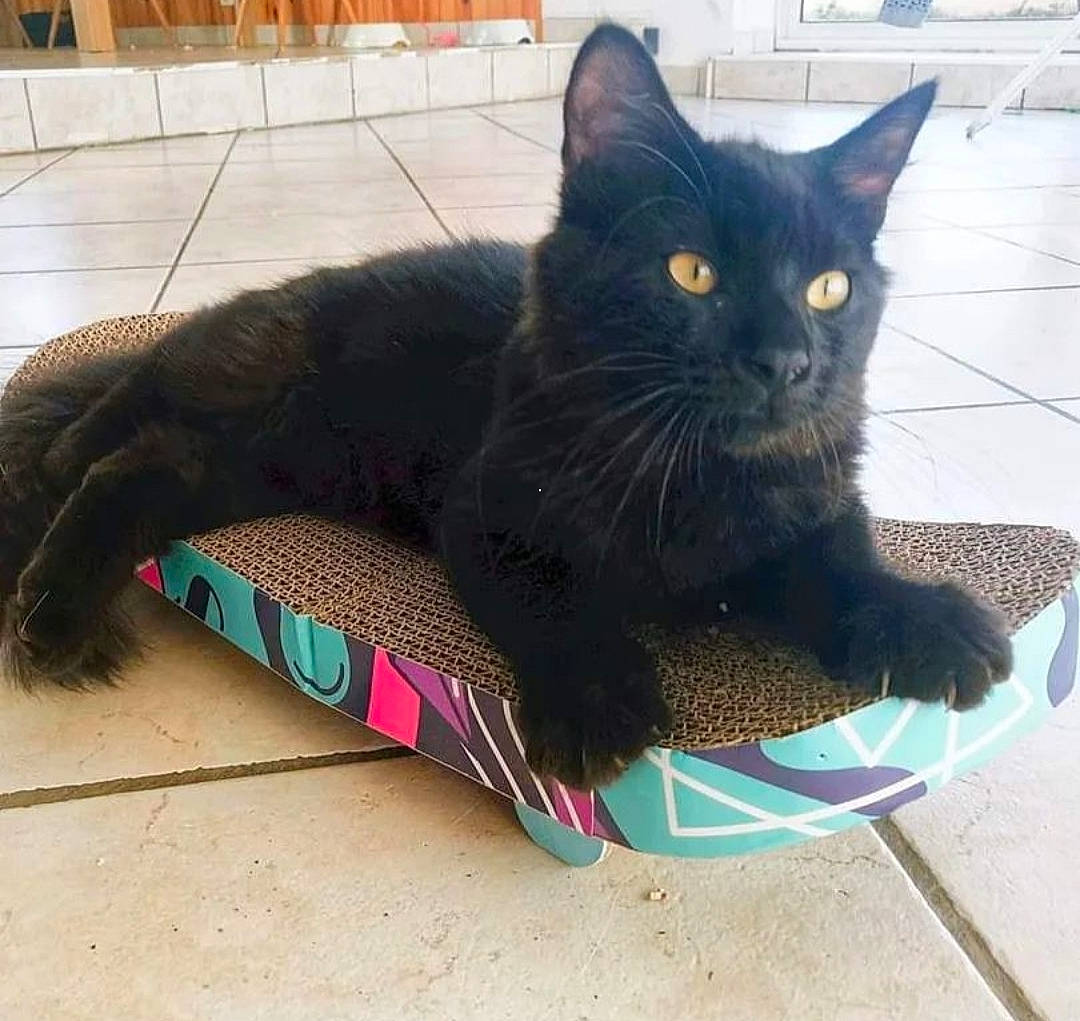 Titou a rejoint le concours — aidez-le/la à gagner de superbes lots ! black_cat, carnivore, cat, claw, comfort, domestic_short_haired_cat, electric_blue, felidae, flooring, foot, fur, grey, human_leg, paw, sand, sitting, small_to_medium_sized_cats, snout, tail, whiskers