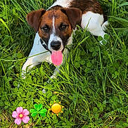 Apple a rejoint le concours — aidez-le/la à gagner de superbes lots ! brown_and_white, clover, dog, garden, grass, greenery, happy, jack_russell, lying_down, nature, orange_flower, outdoor, pink_flower, portrait, puppy, sitting, smartphone_screenshot, social_media_interface, tongue, wildflowers