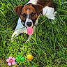 brown_and_white, clover, dog, garden, grass, greenery, happy, jack_russell, lying_down, nature, orange_flower, outdoor, pink_flower, portrait, puppy, sitting, smartphone_screenshot, social_media_interface, tongue, wildflowers