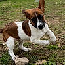 animal, brown_and_white, countryside, dog, field, grass, houses, mud, outdoors, overcast, pet, playful, pointed_ears, portrait, prancing, puppy, raised_paw, standing, trees, village