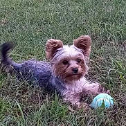 Emma is registered to the contest to win money with this photo: dog, grass, ball, pet, outdoor, animal, fur, ears, small_dog, toy, nature, playful, canine, field, laying, cute, alert, mammal, summer, companion