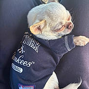 Nacho joined the competition — help win amazing prizes! canine, closeup, clothing, companion, cute, dog, domestic_animal, fur, indoors, lap, pet, relaxing, resting, sitting, sleeping, small_dog, tail, text_on_clothing, tshirt, white_dog