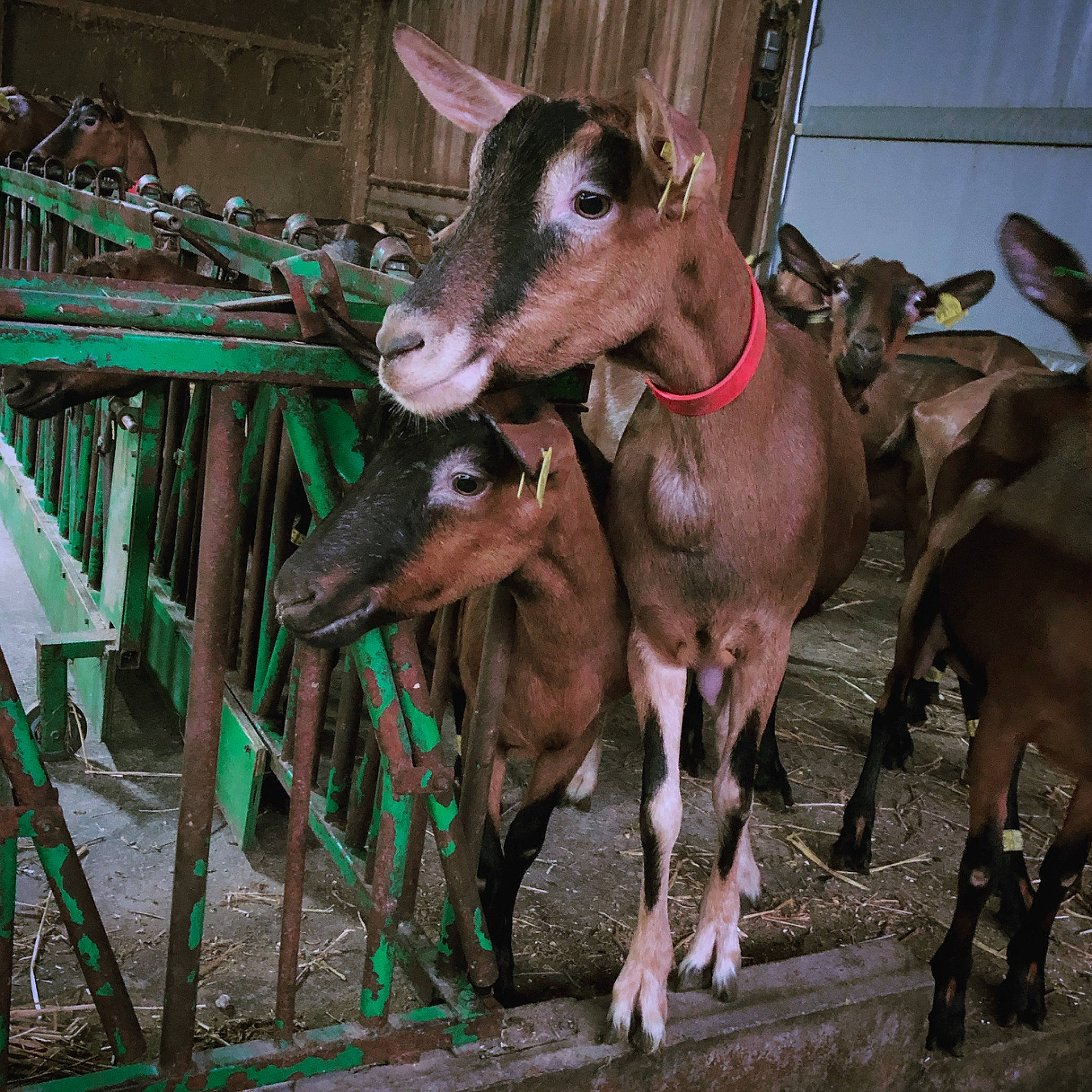 Biquette a rejoint le concours — aidez-le/la à gagner de superbes lots ! bovine, cow_goat_family, dairy, goat, goat_antelope, goats, herd, livestock, mammal, stall, vertebrate
