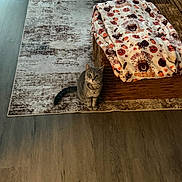 Lola is registered to the contest to win money with this photo: cat, gray_cat, pet, feline, sitting, indoors, living_room, couch, blanket, halloween, rug, wood_floor, furniture, home, portrait, wide_eyes, collar, fluffy_tail, cozy, photography