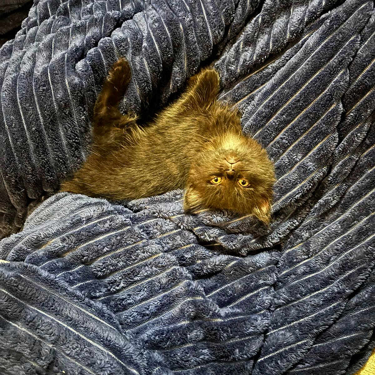 Eclispe joined the competition — help win amazing prizes! animal, blanket, brown_fur, cat, close_up, comfort, cozy, cute, furry, indoor, kitten, pet, relaxing, resting, sleepy, soft, texture, upside_down, warm, yellow_eyes