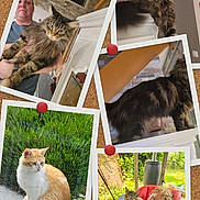 Rourou participe au concours pour gagner de l'argent avec cette photo : cat, kitten, tabby_cat, indoor, outdoor, child, sleeping, person, man, furniture, greenery, couch, blanket, window, plant, stone_wall, wood, relaxing, pet, portrait