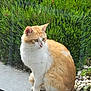 Rourou a rejoint le concours — aidez-le/la à gagner de superbes lots ! cat, ginger, white, animal, pet, outdoor, greenery, shrub, plant, rock, stone, patio, feline, sitting, fur, nature, quiet, daylight, side_view, closeup
