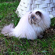 Vénézia participe au concours pour gagner de l'argent avec cette photo : animal, blue_eyes, cat, close_up, curious, feline, fluffy, grass, grey, nature, outdoor, persian_cat, pet, quiet, side_view, sitting, soft, stone, texture, white