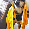 Athos participe au concours pour gagner de l'argent avec cette photo : dog, yellow_raincoat, pet, indoor, living_room, furniture, television, checkered_couch, floor, canine, coat, animal, domestic_animal, standing, black_and_tan, cute, oversized_clothing, marble_floor, collar, household
