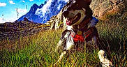 Athos a rejoint le concours — aidez-le/la à gagner de superbes lots ! dog, grass, mountain, sky, cloud, outdoor, nature, sunlight, rock, harness, pet, canine, smiling, landscape, animal, adventure, scenery, happy, daytime, wildlife