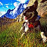 dog, grass, mountain, sky, cloud, outdoor, nature, sunlight, rock, harness, pet, canine, smiling, landscape, animal, adventure, scenery, happy, daytime, wildlife