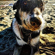 Athos a rejoint le concours — aidez-le/la à gagner de superbes lots ! dog, sand, beach, close_up, sunlight, outdoor, animal, canine, nose, fur, collar, playful, curious, daytime, umbrella, house, background, nature, pet, portrait