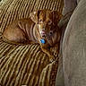 animal, blanket, brown_dog, canine, collar, couch, cozy, dog, ears, fur, furniture, home, indoor, paw, pet, relaxed, resting, sleepy, snout, tag