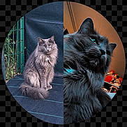 Samba participe au concours pour gagner de l'argent avec cette photo : cat, cats, feline, fluffy, long_hair, black_cat, gray_cat, pet, animal, portrait, split_screen, circular_crop, collage, indoor, outdoor, sitting, looking_at_camera, fur, whiskers, photo_editing