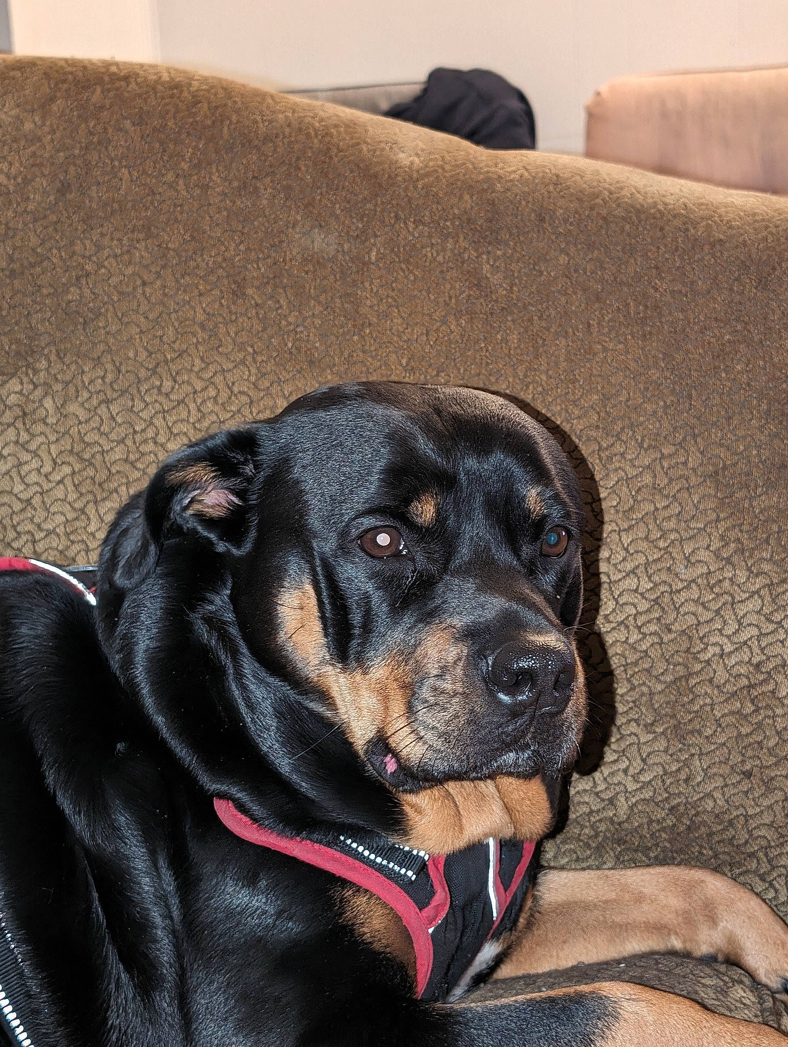 Dixie Mae is registered to the contest to win money with this photo: canidae, carnivore, collar, comfort, companion_dog, couch, dog, dog_breed, dog_collar, dog_supply, fawn, fur, grey, guard_dog, linens, snout, sporting_group, whiskers, working_animal, working_dog