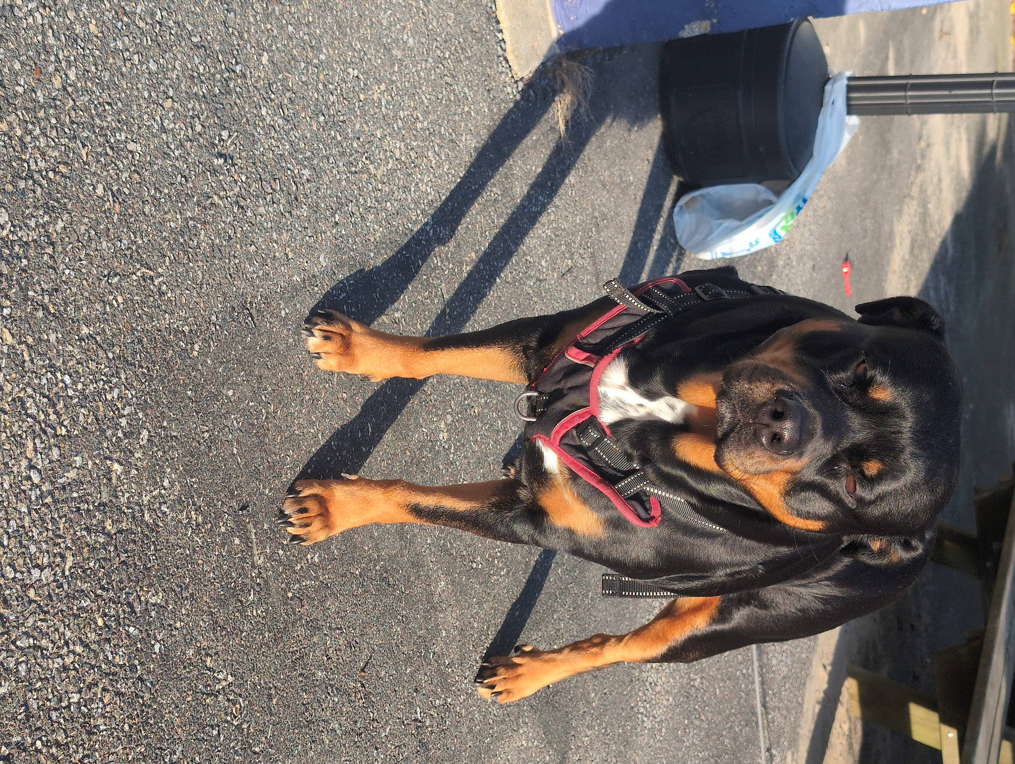 Dixie Mae joined the competition — help win amazing prizes! asphalt, automotive_tire, carnivore, collar, companion_dog, dog, dog_breed, dog_collar, dog_supply, fashion_accessory, fawn, guard_dog, human_leg, leash, pet_supply, road_surface, rottweiler, tar, toy_dog, working_animal