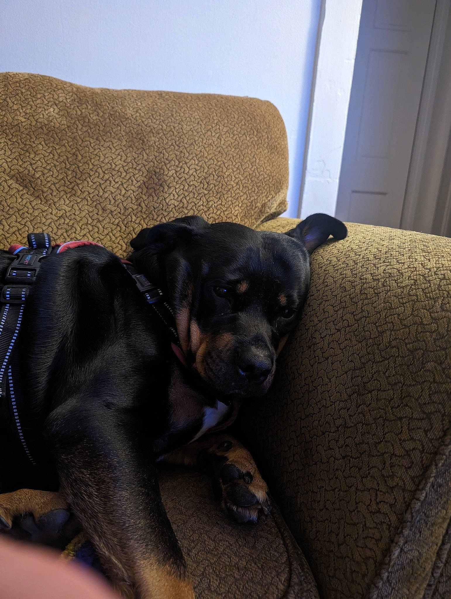 Dixie Mae is registered to the contest to win money with this photo: borador, canidae, carnivore, comfort, companion_dog, couch, dog, dog_breed, door, fawn, flooring, grey, guard_dog, hardwood, puppy, snout, toy_dog, whiskers, working_animal, working_dog