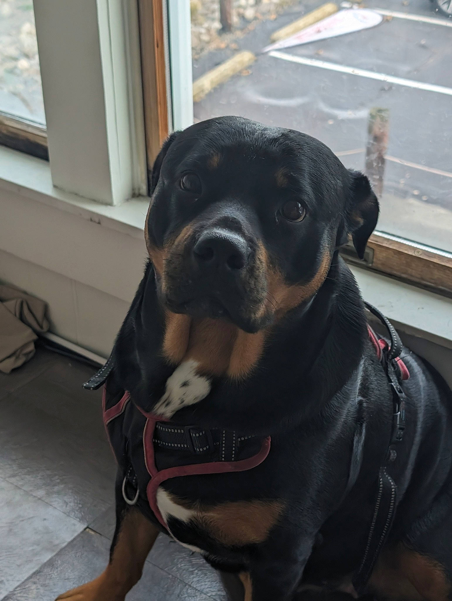 Dixie Mae is registered to the contest to win money with this photo: ancient_dog_breeds, canidae, carnivore, collar, companion_dog, dog, dog_breed, dog_collar, fawn, fur, guard_dog, molosser, non_sporting_group, pet_supply, rottweiler, sporting_group, working_animal, working_dog