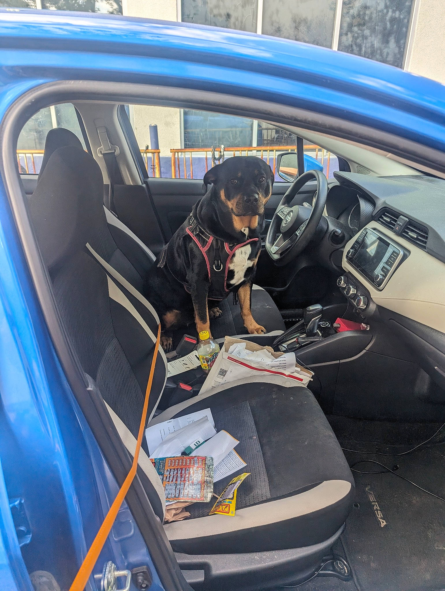 Dixie Mae joined the competition — help win amazing prizes! auto_part, automotive_design, automotive_exterior, automotive_tire, car, car_seat, car_seat_cover, carnivore, dog, dog_breed, hood, kit_car, mode_of_transport, motor_vehicle, personal_luxury_car, steering_part, steering_wheel, vehicle, vehicle_door, windshield