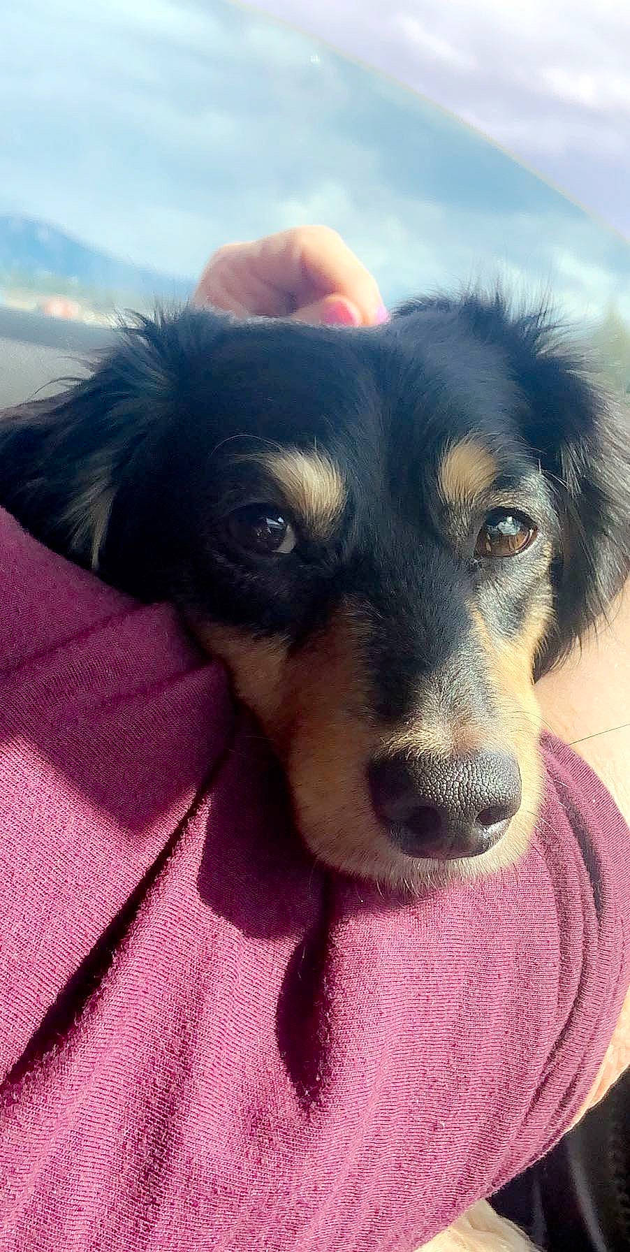 Bandit joined the competition — help win amazing prizes! australian_shepherd, canidae, carnivore, companion_dog, dog, dog_breed, english_shepherd, hovawart, huntaway, mammal, nose, puppy, rare_breed_dog, small_greek_domestic_dog, snout, sporting_group, vertebrate, working_dog