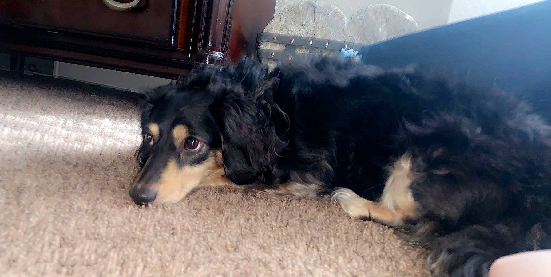 Bandit is registered to the contest to win money with this photo: canidae, carnivore, companion_dog, dog, dog_breed, hovawart, puppy, rare_breed_dog, small_greek_domestic_dog, sporting_group