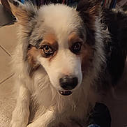 Mojito participe au concours pour gagner de l'argent avec cette photo : dog, animal, pet, fluffy, indoor, floor, tile, bookshelf, books, brown, white, black, ears, fur, paw, canine, companion, jeans, leg, domestic