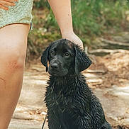 Gunner is registered to the contest to win money with this photo: adult, animal, canine, clothing, dog, face, female, grass, head, labradorretriever, person, pet, photography, plant, puppy, shorts, skin, tattoo, vegetation, woman