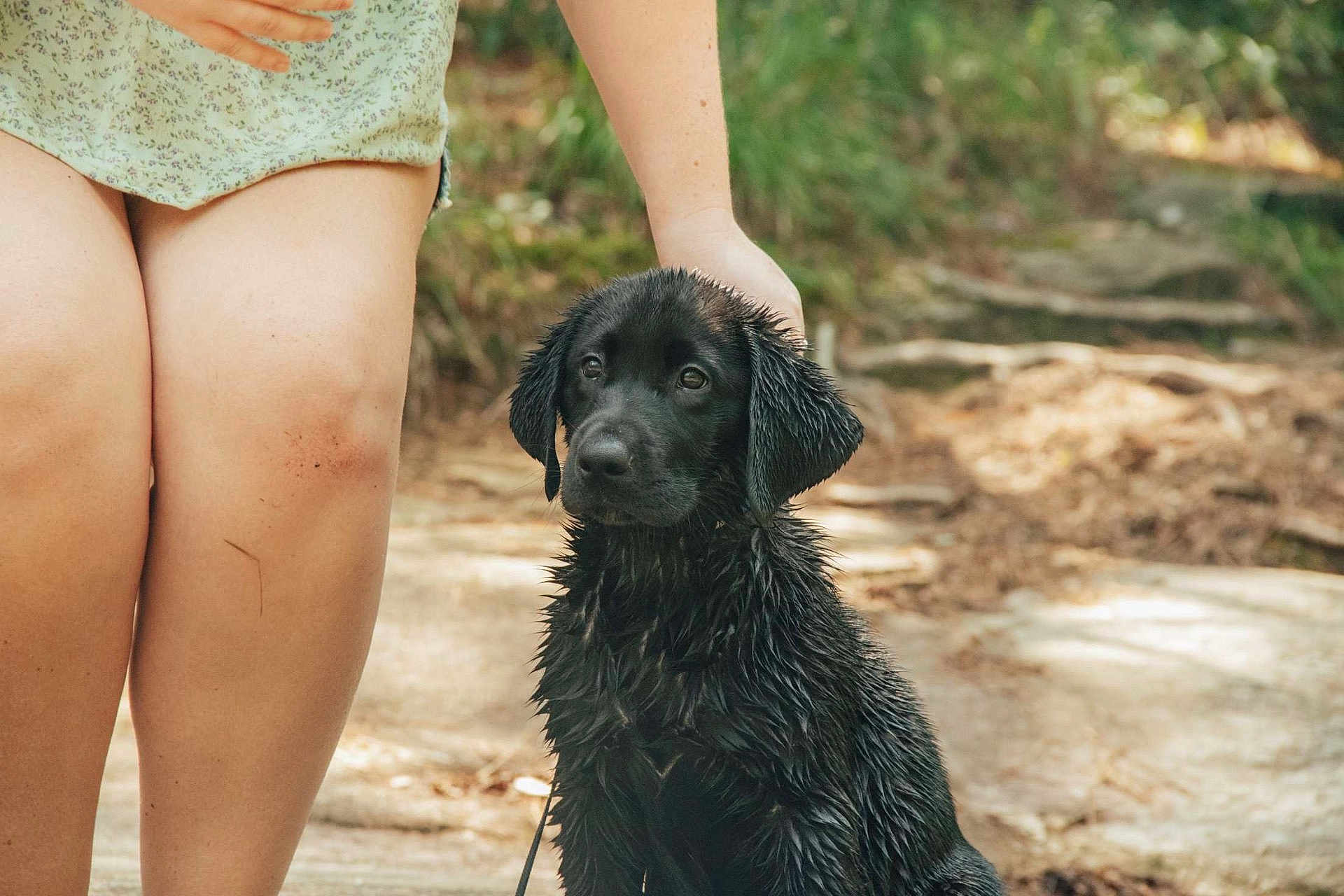 Gunner is registered to the contest to win money with this photo: adult, animal, canine, clothing, dog, face, female, grass, head, labradorretriever, person, pet, photography, plant, puppy, shorts, skin, tattoo, vegetation, woman