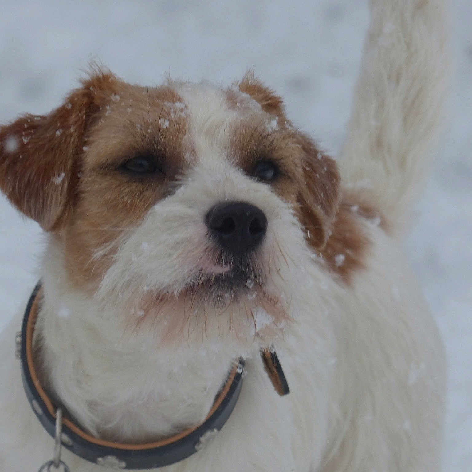 New York participe au concours pour gagner de l'argent avec cette photo : canidae, carnivore, cavachon, companion_dog, dog, dog_breed, kromfohrlander, mammal, parson_russell_terrier, puppy, rare_breed_dog, russell_terrier, snow, sporting_group