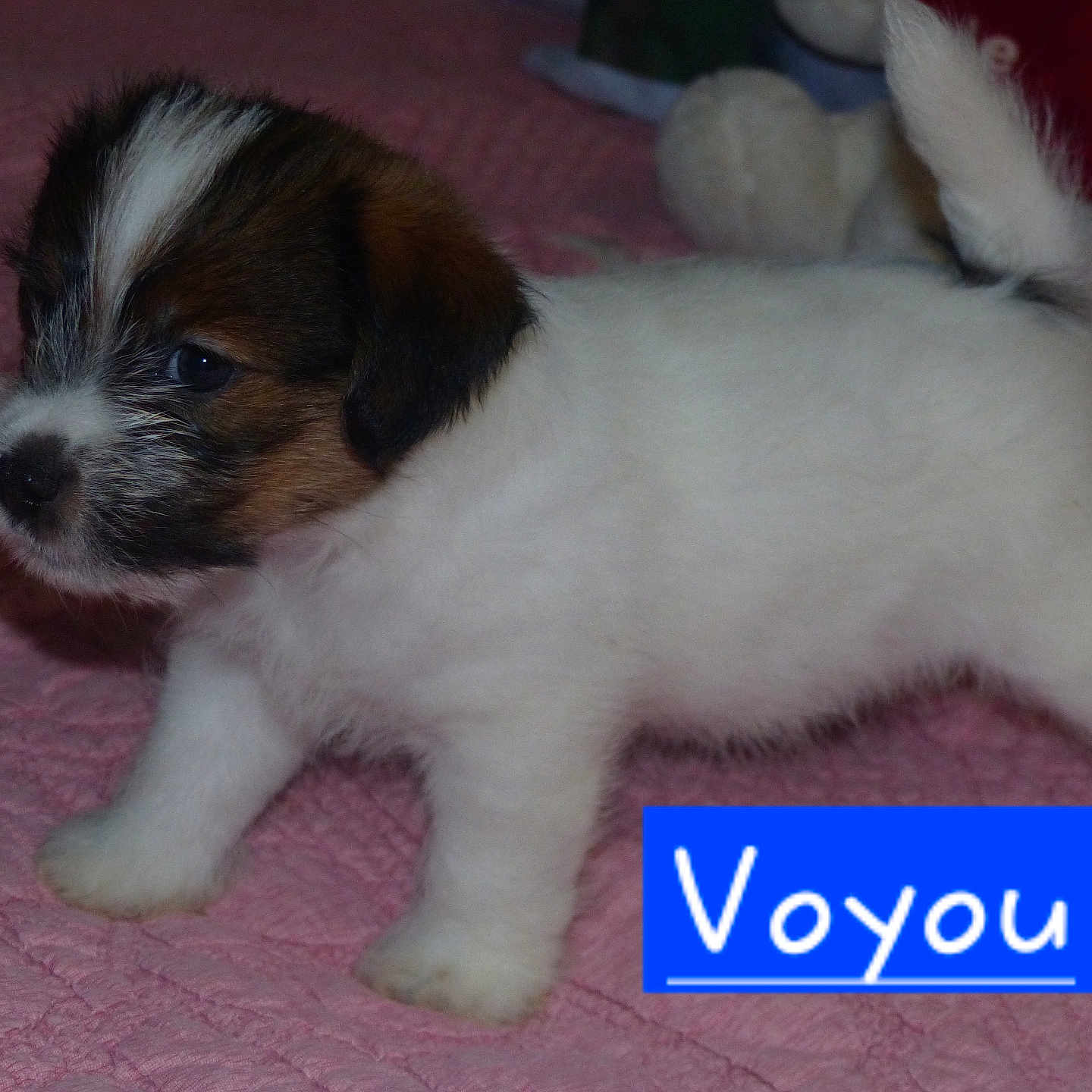 Voyou