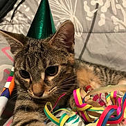 Zelda a rejoint le concours — aidez-le/la à gagner de superbes lots ! cat, tabby, party_hat, streamers, colorful, close_up, indoor, pet, animal, whiskers, fur, ears, playful, celebration, cute, resting, bedspread, striped, young_cat, domestic_cat