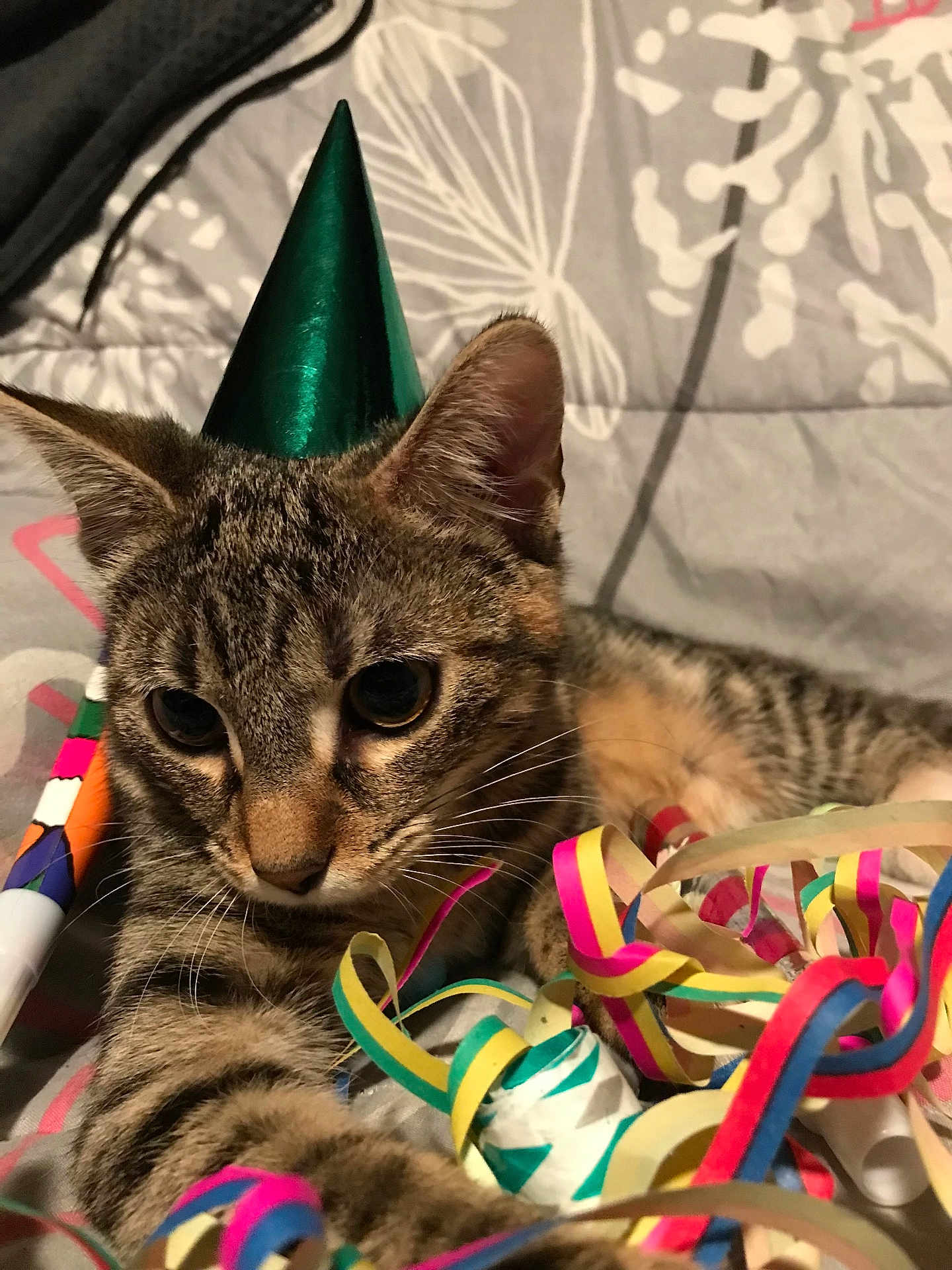 Zelda a rejoint le concours — aidez-le/la à gagner de superbes lots ! cat, tabby, party_hat, streamers, colorful, close_up, indoor, pet, animal, whiskers, fur, ears, playful, celebration, cute, resting, bedspread, striped, young_cat, domestic_cat