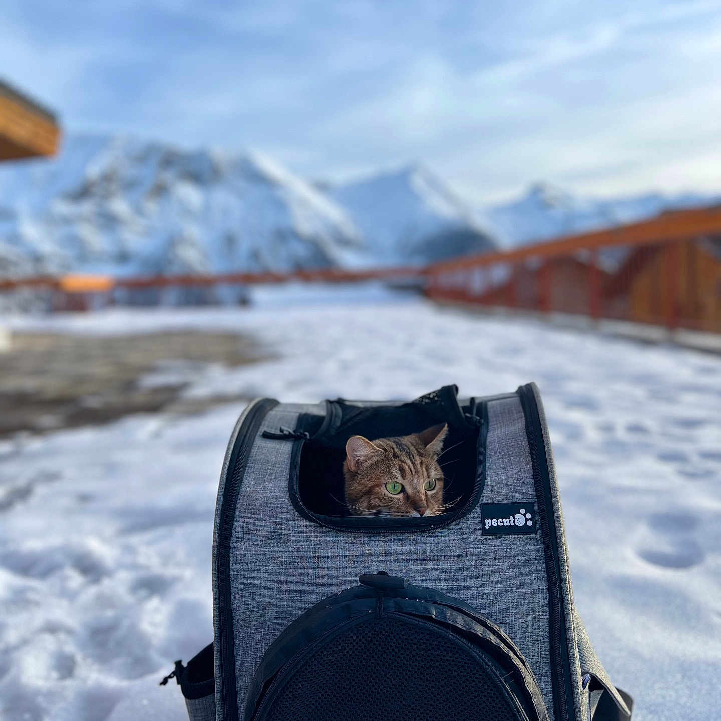 Sya participe au concours pour gagner de l'argent avec cette photo : accessories, animal, bag, baggage, cat, electronics, handbag, ice, kitten, mountain, mountainrange, nature, outdoors, peak, pet, photography, piste, scenery, snow, sport