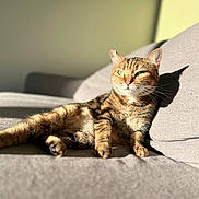 Sya participe au concours pour gagner de l'argent avec cette photo : abyssinian, animal, bed, blanket, cat, chair, couch, cushion, egyptiancat, furniture, hardwood, homedecor, indoors, kitten, manx, person, pet, sleeping, wood