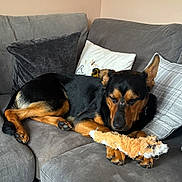 Diego is registered to the contest to win money with this photo: black_and_tan, canine, carpet, comfortable, corner, couch, dog, fur, furniture, home, indoor, living_room, pet, pillows, plush, relaxed, resting, sleepy, stuffed_toy, toy
