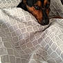 Diego is registered to the contest to win money with this photo: animal, bed, black, blanket, brown, comfort, cozy, cute, dog, ears, fur, home, indoor, pattern, pet, portrait, relaxing, resting, sleepy, snuggled