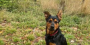 Diego is registered to the contest to win money with this photo: alert, animal, black_and_tan, building, canine, cloudy_sky, collar, dog, ears_up, earthy, field, grass, harness, nature, outdoor, overgrown, pet, rural, rustic, sitting